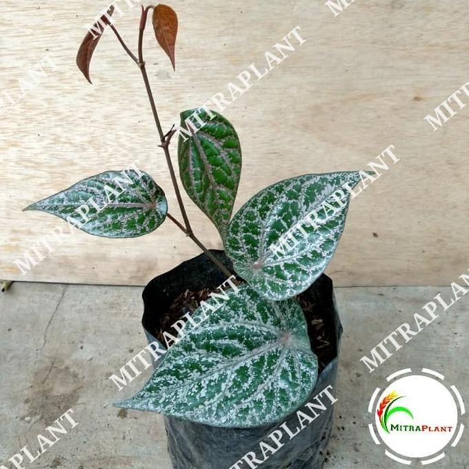 

Terlaris Bibit Tanaman Daun Sirih Merah - Pohon Sirih Merah - Tanaman Herbal