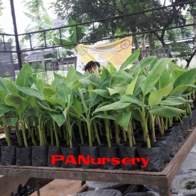 

Terlaris Terlaris Bibit Pisang Raja Sereh Termurah Ammf