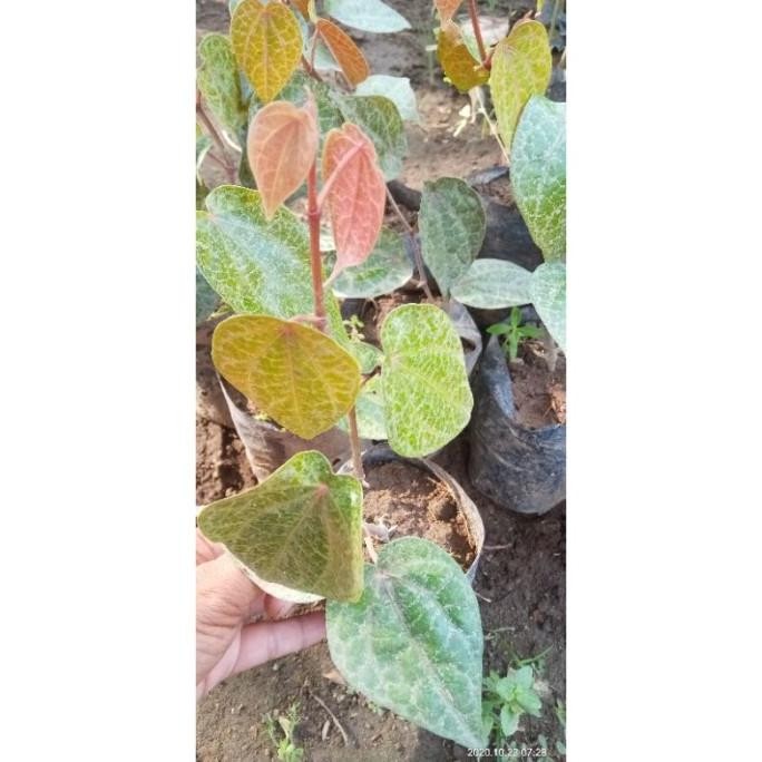 

Terlaris Bibit Sirih Merah (Siap Tanam) Super Bugkse 1932Uy