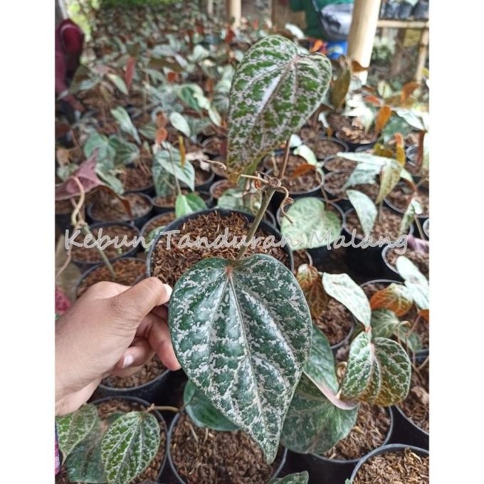 

Terlaris Bibit Sirih Merah Suruh Merah Tanaman Sirih / Tanaman Da Twglry 1909De