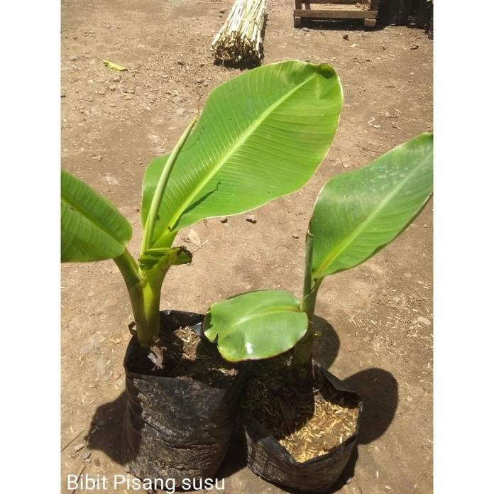 

Terlaris Bibit Pisang Raja Sereh Webyyo 6888Gl