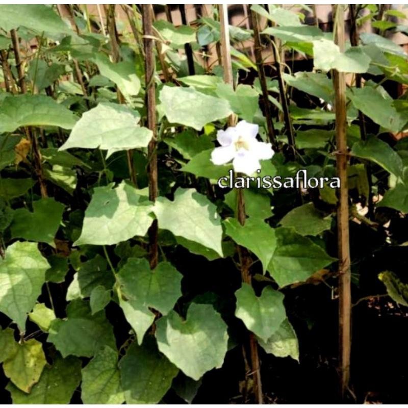 Pohon Thunbergia Bunga Putih