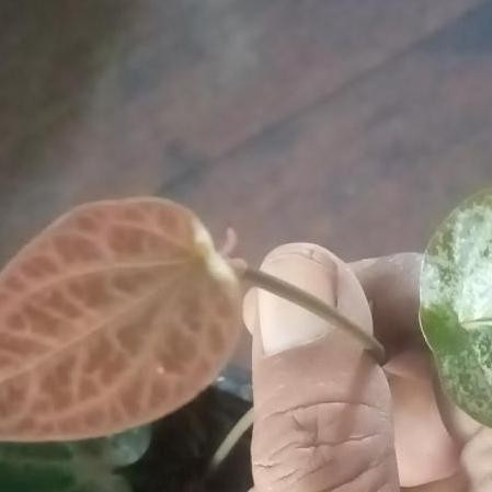 Terlaris Benih Bibit Tanaman Sirih Merah