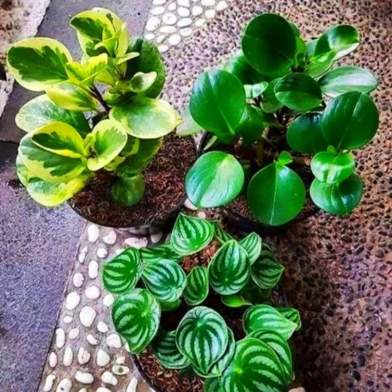 Paket 3 Peperomia Watermelon, Variegata, Hijau