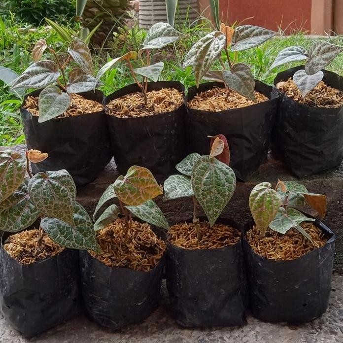

Terlaris Bibit Tanaman Sirih Merah / Daun Sirih Merah