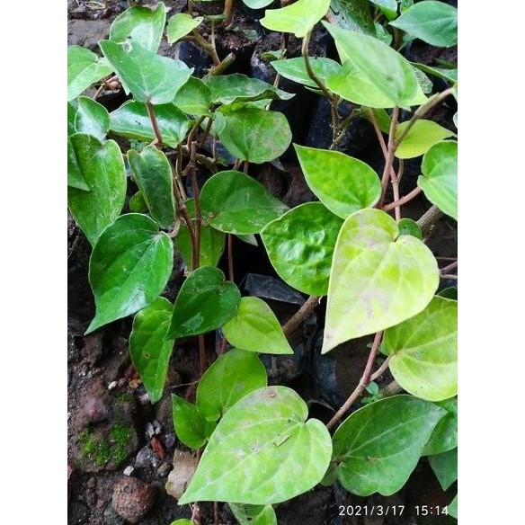 

Terlaris Bibit Tanaman Sirih Hijau Kaya Manfaat