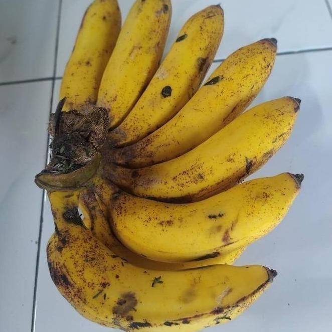 

Terlaris Bibit Tanaman Pisang Raja Sereh - Susu Atv