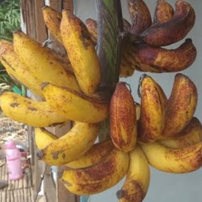 

Terlaris Bibit Tanaman Buah Pisang Raja Sereh Unggul Berklitas Super Genjah Mmz