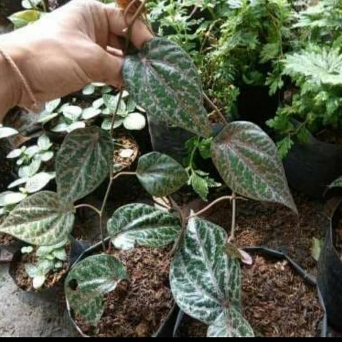 

Terlaris Bibit Tanaman Sirih Merah Asli Herbal Unggulan