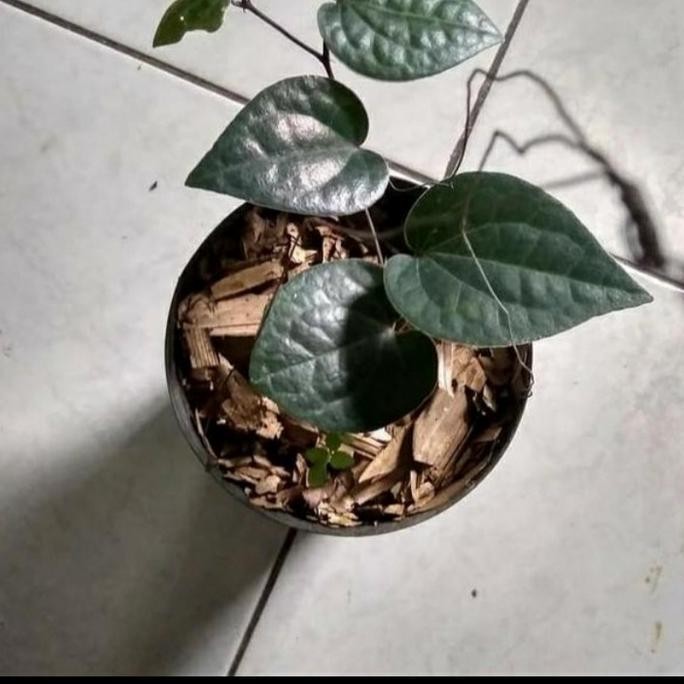 Terlaris Bibit Tanaman Sirih Hitam Langka