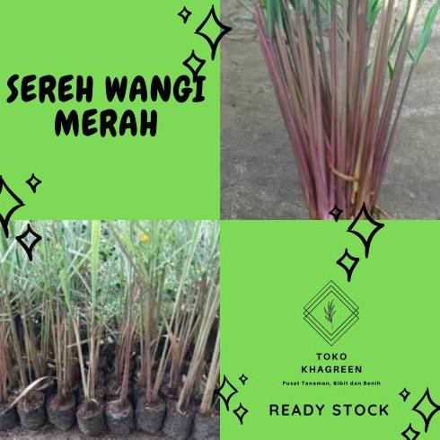 

Terlaris Bibit Sereh Wangi / Sirih Wangi