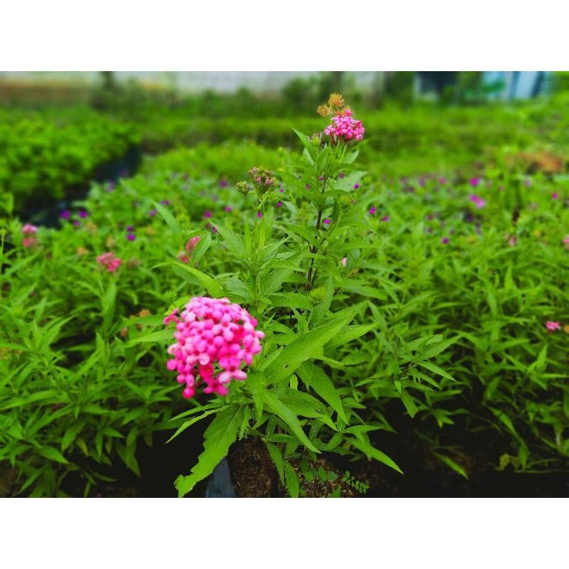 Tanaman Hias Rawelia Pink