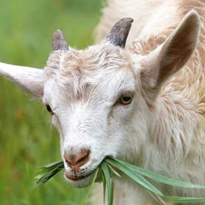 

Terlaris 1 Karung Pupuk Kandang Kambing Fermentasi Halus Isi 5-6 Kg