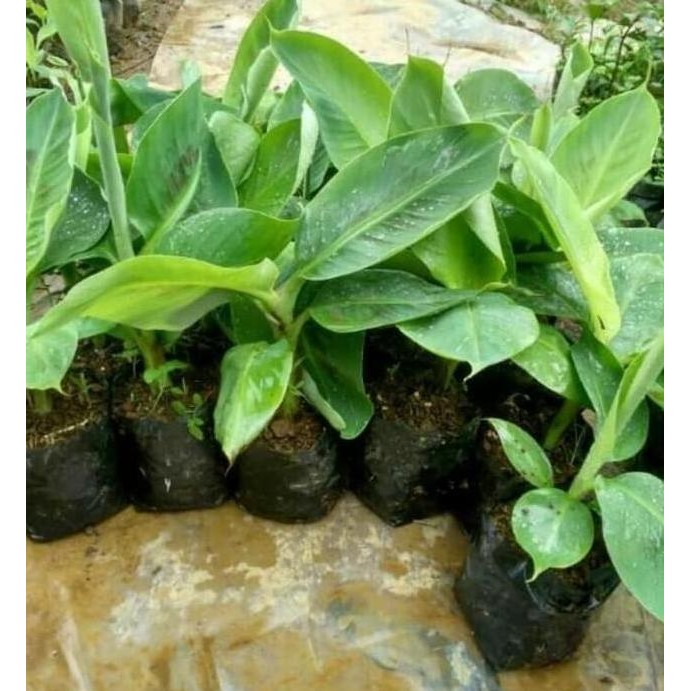 

Terlaris Bibit Pisang Raja Sereh Super - / Biji / Atv