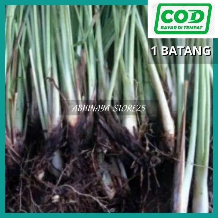 

Terlaris Bibit Tanaman Sereh Bumbu - Bibit Sereh Herbal Per Batang