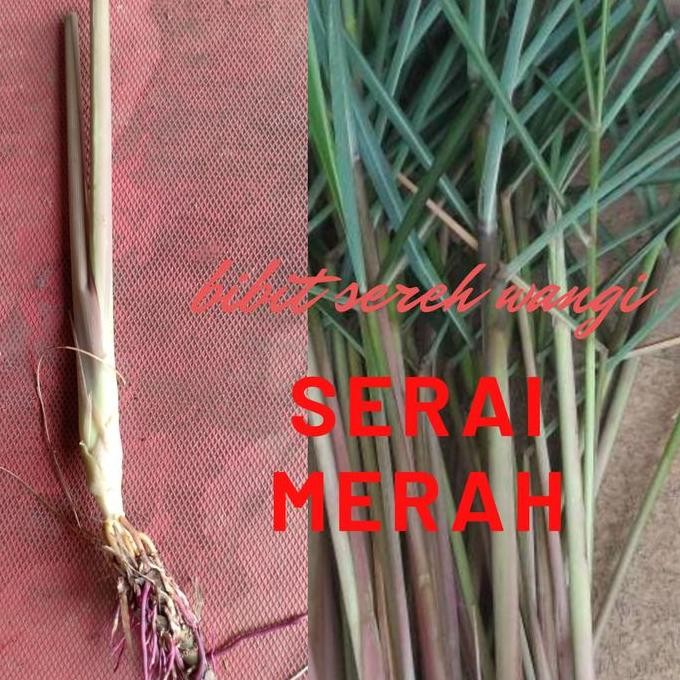 

Terlaris Bibit Sereh Wangi Perbatang/Sereh Batang Merah