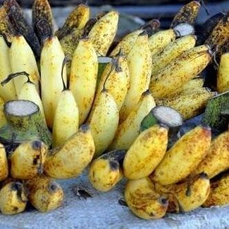 

Terlaris Bibit Tanaman Buah Pisang Raja Sereh / Pisang Susu