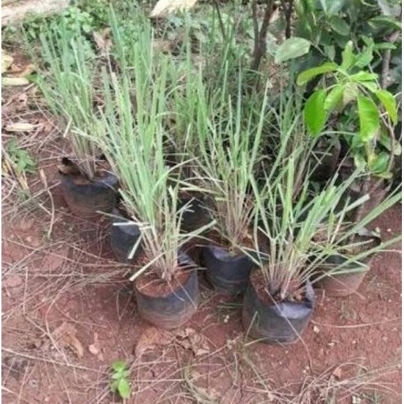 

Terlaris Tm" Bibit Tanaman Sereh Wangi Merah-Pohon Serai Minyak