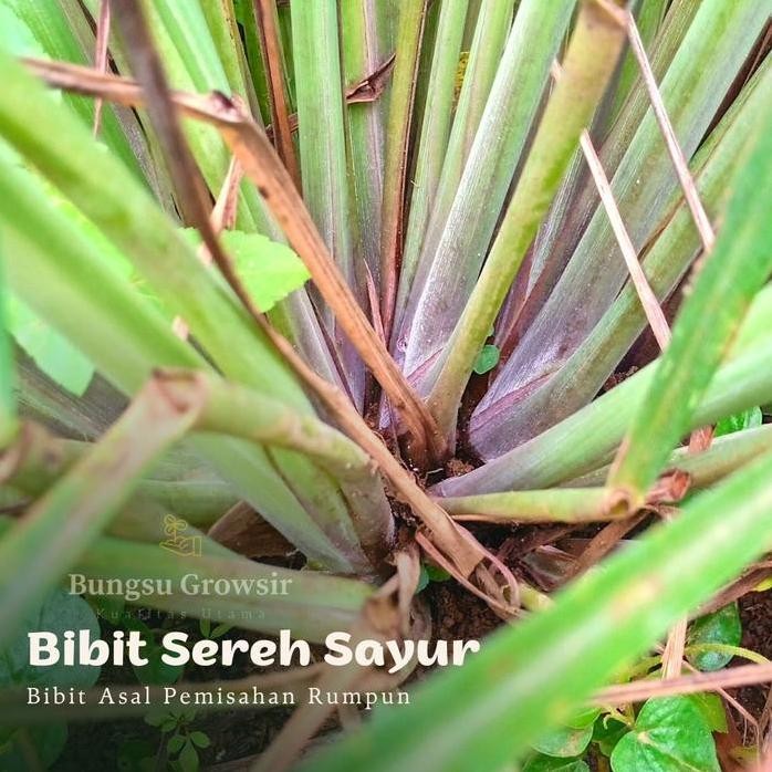 

Terlaris Bibit Tanaman Sereh Bumbu Dapur Harga 1 Batang