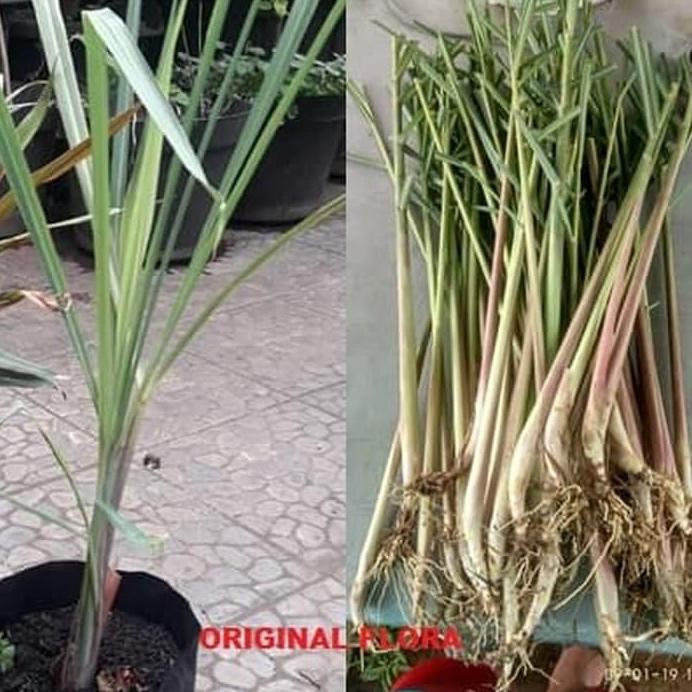 

Terlaris Bibit Tanaman Sereh Masak Serai Hijau Siap Tanam