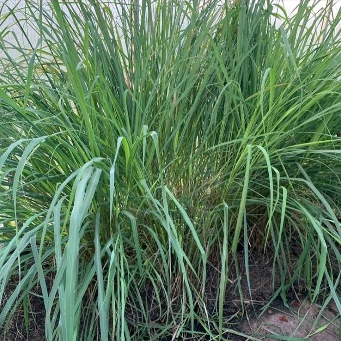 

Terlaris Cymbopogon Citratus / Sereh Serai Masak Bibit Tanaman Hias Bumbu Masak