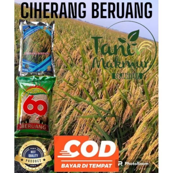 

Terlaris Benih Padi Ciherang Beruang Kemasan Reapack 1Kg