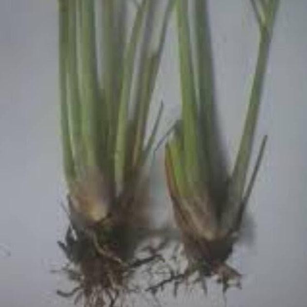 

Terlaris Bibit Sereh Sayur