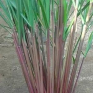 

Terlaris Pohon Sereh Merah Sereh Wangi-Bibit Tanaman Sereh Wangi