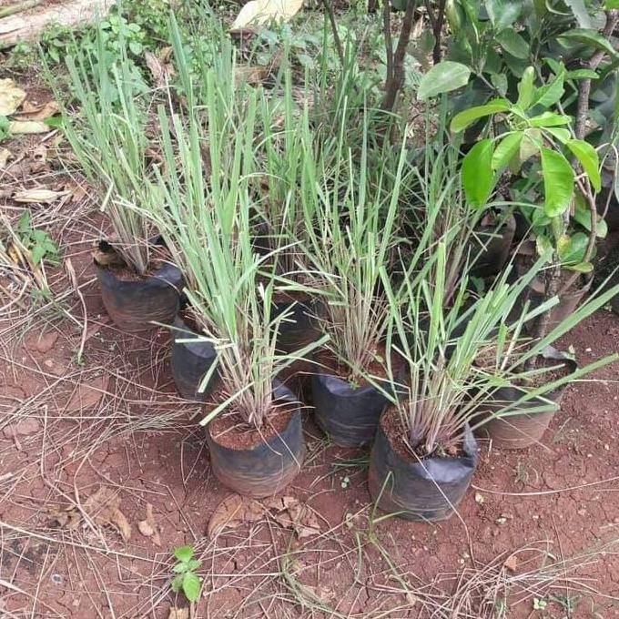 

Terlaris Tanaman Serai Bumbu (Cymbopogon Citratus) Bibit Sereh / Tanaman Serai