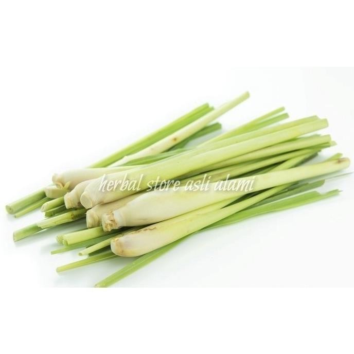 

Terlaris Bumbu Masakan Serai Masak/Sereh Masak/Serai Bumbu Bisa Untuk Bibit Ready Stok