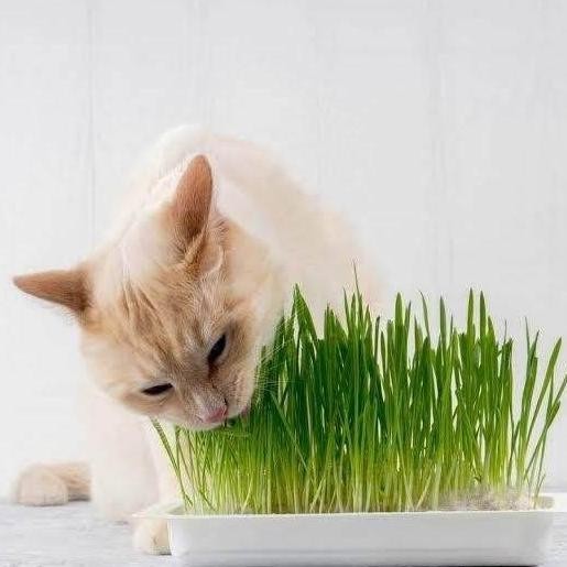 

Terlaris Benih (Isi 50) Wheatgrass Biji Bibit Rumput Gandum