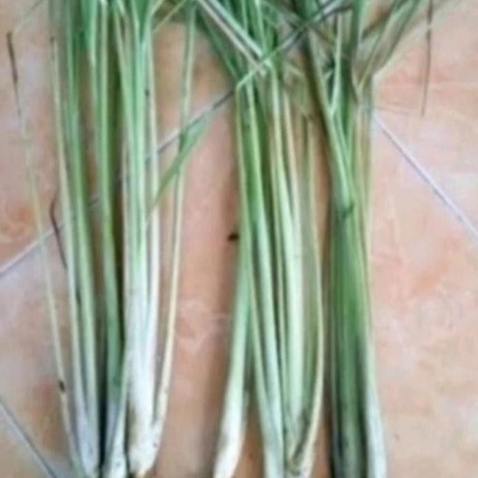 

Terlaris Bibit Serey, Sereh Masak Bumbu Dapur 500Gram