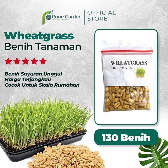 

Terlaris Benih Bibit Rumput Kucing Gandum Wheatgrass 130 Benih Purie Garden