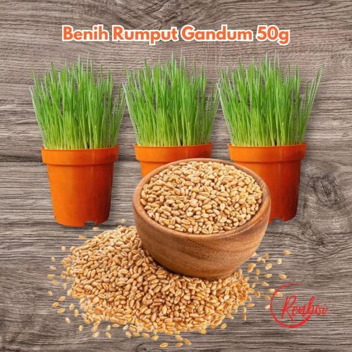 

Terlaris Benih Bibit Rumput Gandum 50Gr Dijamin Tumbuh Semua