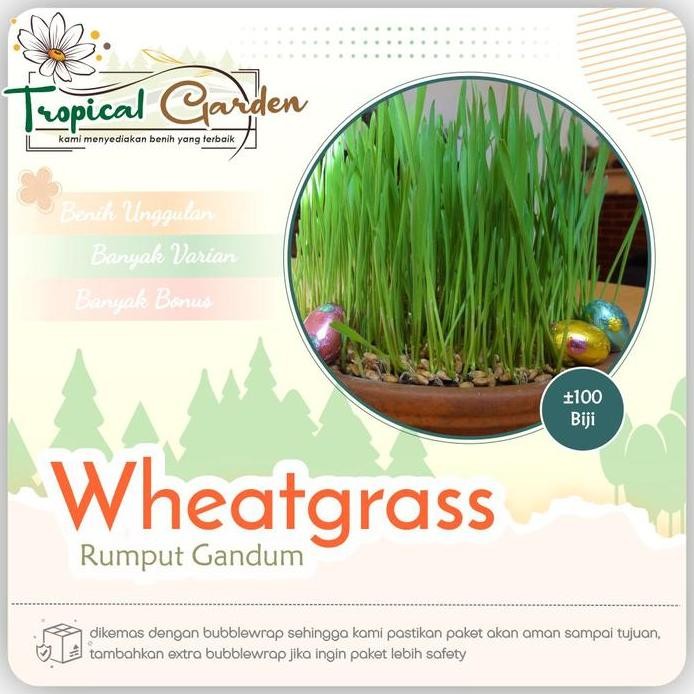 

Terlaris Benih Biji Rumput Gandum Wheatgrass Rumput Kucing Rumput Herbal Cod