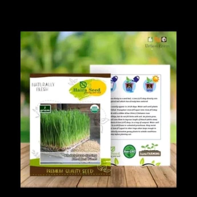 

Terlaris Benih Rumput Gandum Wheatgrass Merah Organik Haira Seed