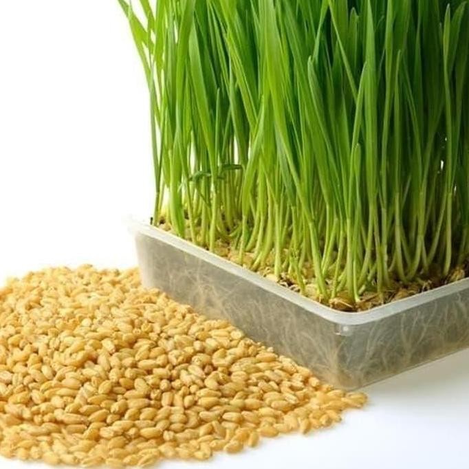 

Terlaris Bibit Benih Biji Wheatgrass Rumput Gandum Meningkatkan Kesehatan