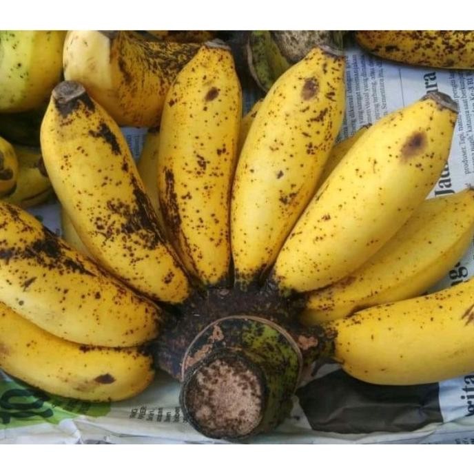 

Terlaris Bibit Pisang Raja Sereh|Susu Super Unggul Zouxgc 6318Tm