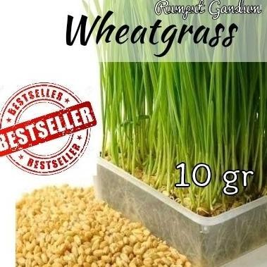 

Terlaris Benih Rumput Gandum/Bibit Wheatgrass 10Gr