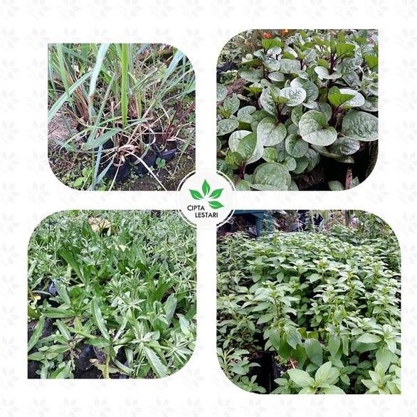 

Terlaris Promo Bibit Tanaman Binahong Merah Sereh Wangi Walang Sangit