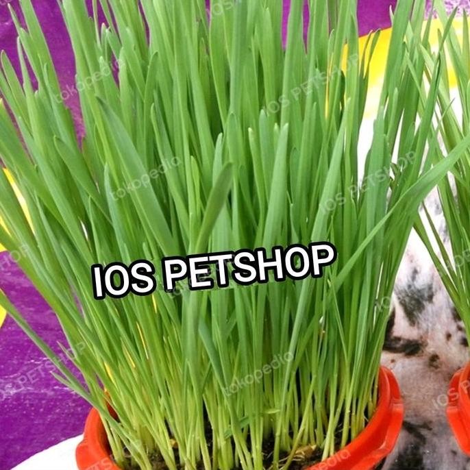 

Terlaris Bibit Benih Rumput Gandum Berkualitas Bagus Grade A Kucing.Kelinci