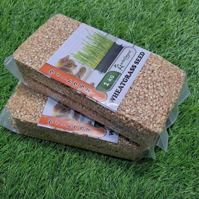 

Terlaris Jual Benih Wheatgrass 1 Kg, Biji Rumput Gandum Kemasan Vakum
