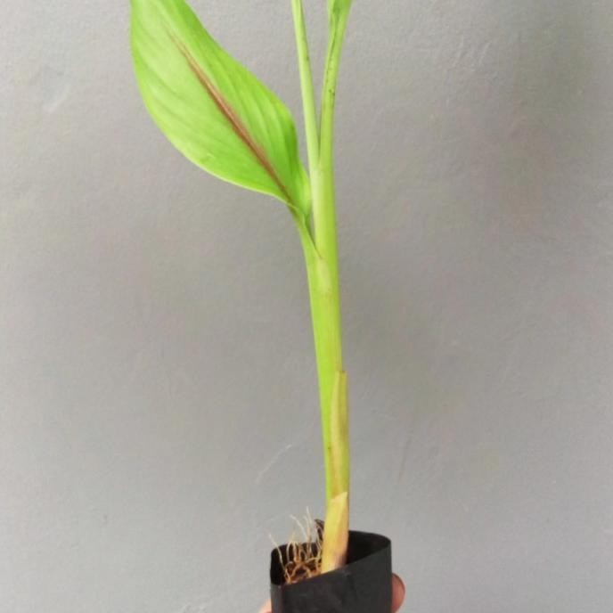 

Terlaris Bibit Tanaman Temulawak/Temulawak Organik