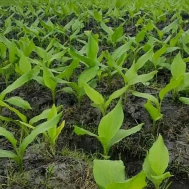 

Terlaris Ori Bibit Temulawak Segar Tanaman Obat Herbal Per Polibag '