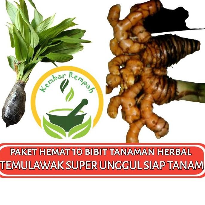 

Terlaris Paket Hemat 10 Bibit Tanaman Herbal Temulawak Siap Tanam