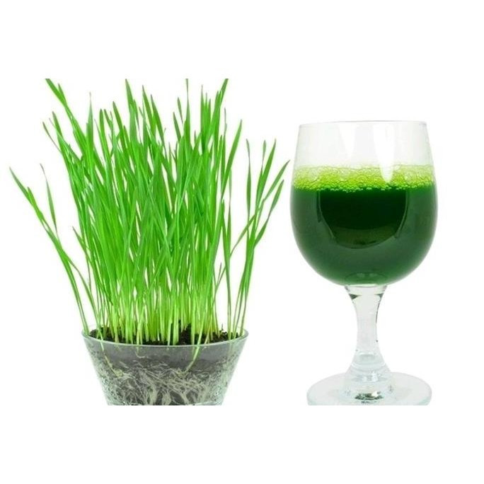 

Terlaris Benih Rumput Gandum Organik Wheatgrass Import