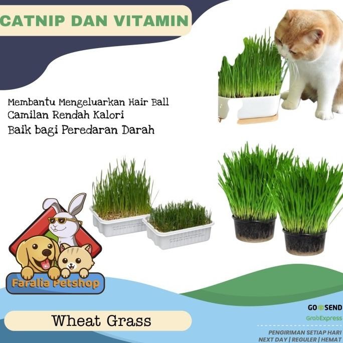 

Terlaris Bibit Benih Wheat Grass Rumput Biji Gandum Catgrass Cat 25G 50G 100G
