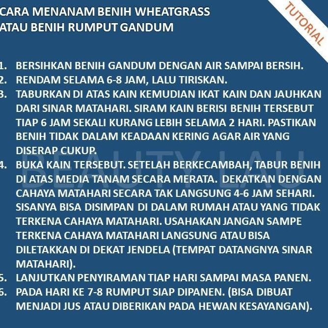 

Terlaris Benih Wheatgrass 1Kg Bibit Rumput Gandum Untuk Kucing Biji Wheat Grass