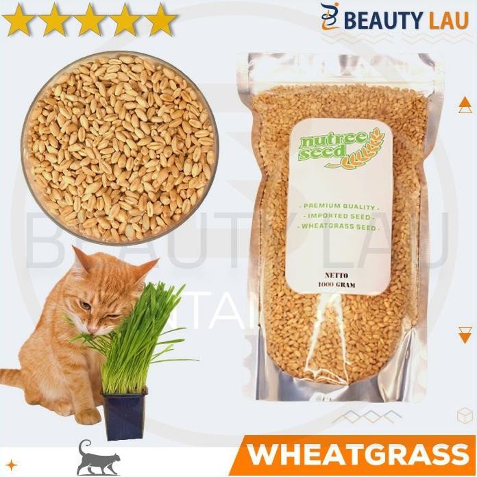 

Terlaris Pasti Promo Benih Wheatgrass 1Kg Bibit Rumput Gandum Untuk Kucing Biji Wheat Grassori