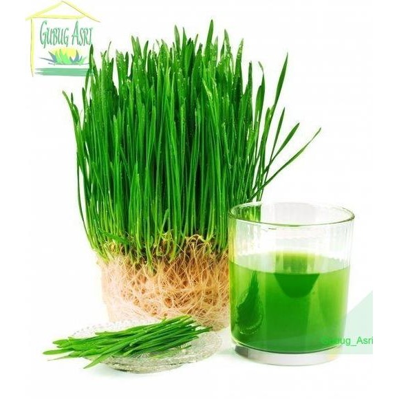 

Terlaris Isi 50 Biji Benih Wheat Grass Microgreen Rumput Gandum